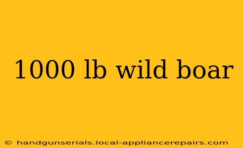 1000 lb wild boar