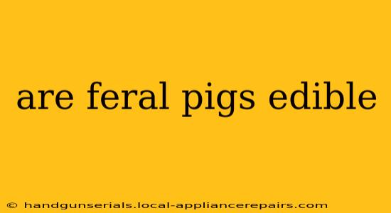 are feral pigs edible