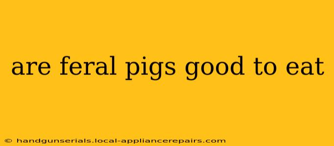 are feral pigs good to eat