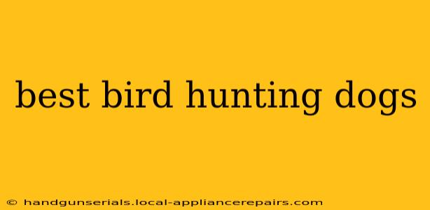 best bird hunting dogs