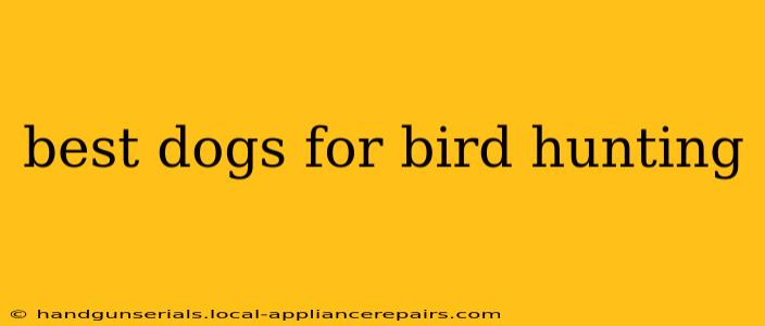 best dogs for bird hunting