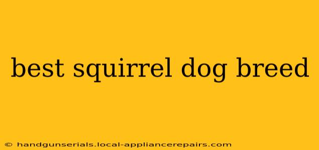 best squirrel dog breed