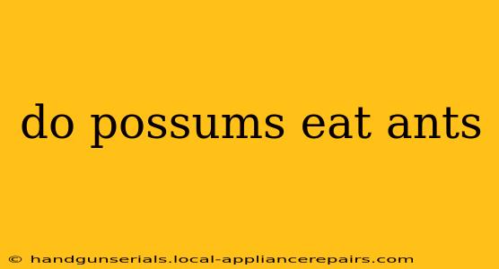 do possums eat ants