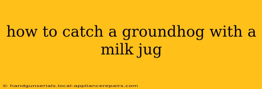 how to catch a groundhog with a milk jug