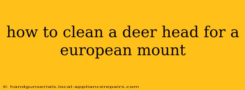 how to clean a deer head for a european mount