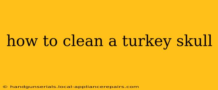 how to clean a turkey skull