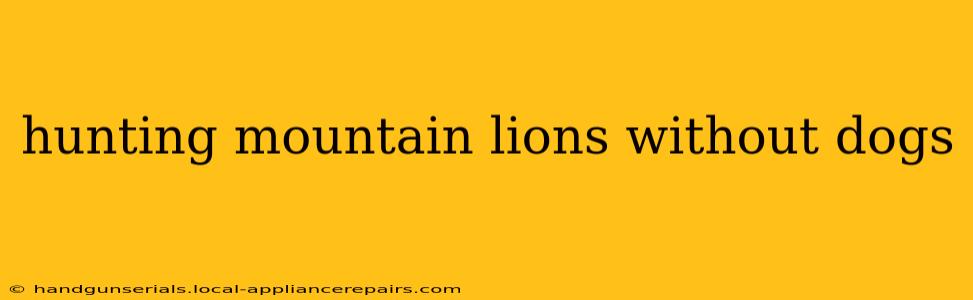 hunting mountain lions without dogs