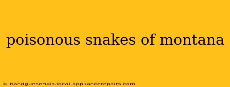 poisonous snakes of montana