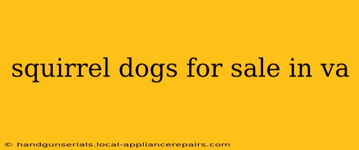 squirrel dogs for sale in va