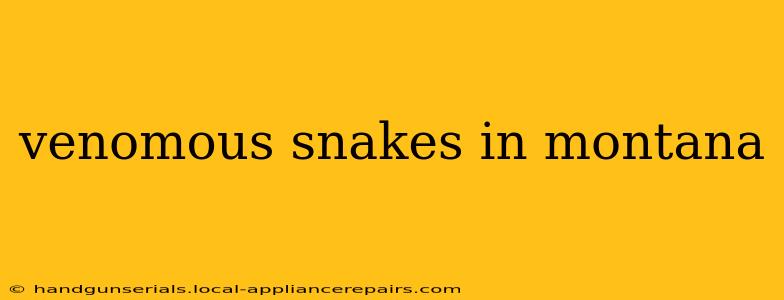 venomous snakes in montana