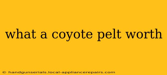 what a coyote pelt worth