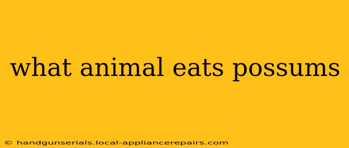 what animal eats possums