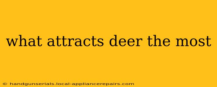 what attracts deer the most