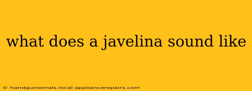 what does a javelina sound like