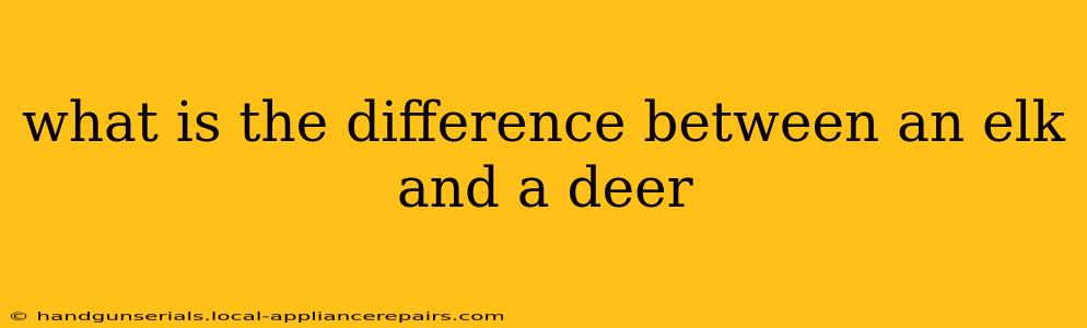 what is the difference between an elk and a deer