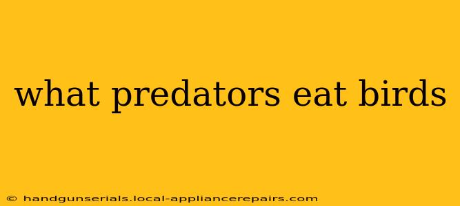 what predators eat birds