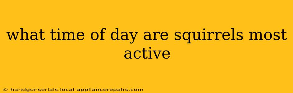 what time of day are squirrels most active